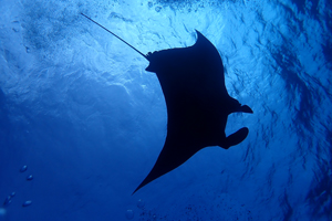 久しぶりの・・・