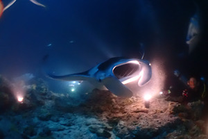 モルディブツアーラストダイブ🌴