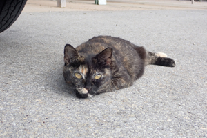 年に一度の塗装！withにゃんこ🐈